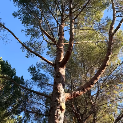 Élagage d'un grand pin : remontée de couronne — Gard rhodanien